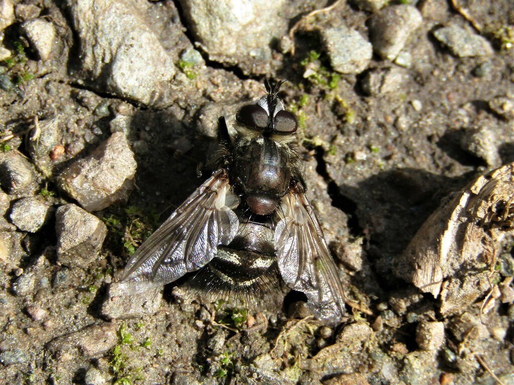 Panzeria puparum from Трубаревац, Србија on March 14, 2023 at 11:37 AM ...