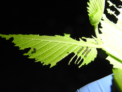 Polygonia interrogationis