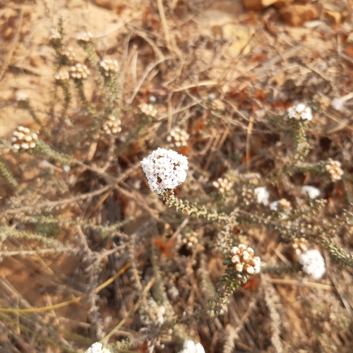 Redhair Renosterbush (Elytropappus hispidus)
