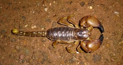 Deccanometrus xanthopus