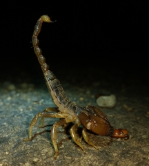Deccanometrus xanthopus