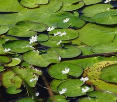 Nymphoides cristata (Nymphoides cristata)