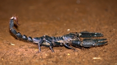Heterometrinae