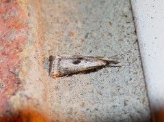 Microcrambus croesus