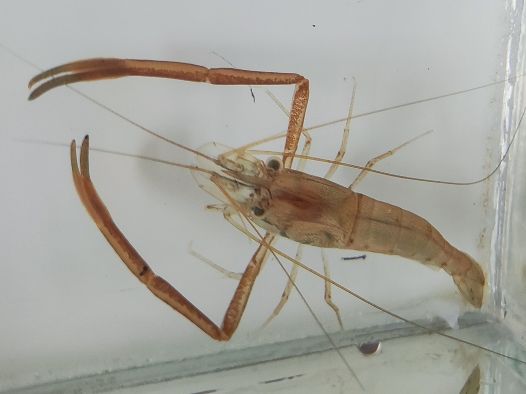 Sunda river prawn