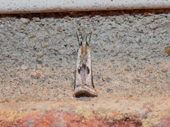 Microcrambus croesus