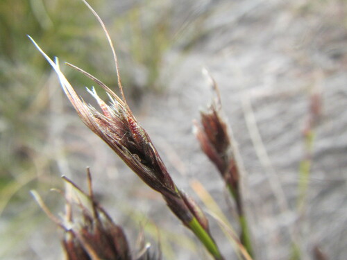 Spotted Tetrar (Tetraria maculata)