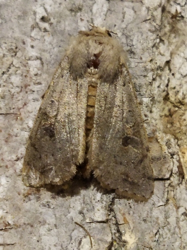Clouded Drab photo 4