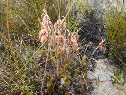 Image of Thamnochortus acuminatus by (c) douglaseustonbrown, some rights reserved (CC BY-SA)