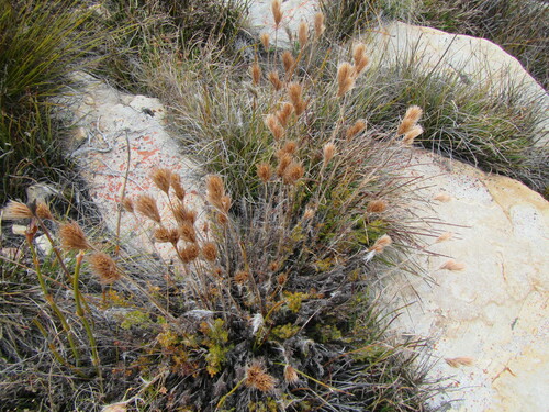 Image of Thamnochortus acuminatus by (c) douglaseustonbrown, some rights reserved (CC BY-SA)