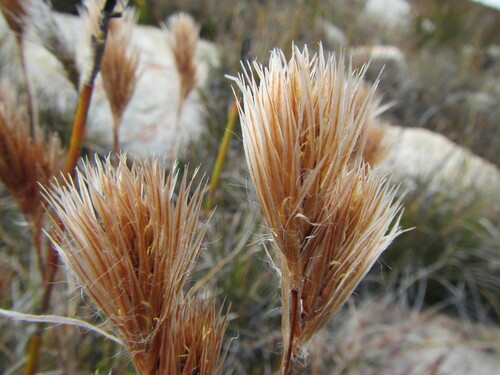 Image of Thamnochortus acuminatus by (c) douglaseustonbrown, some rights reserved (CC BY-SA)