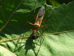 Zelus grassans