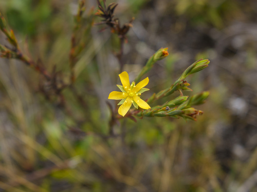 Hypericum decandrum (Hypericum decandrum)