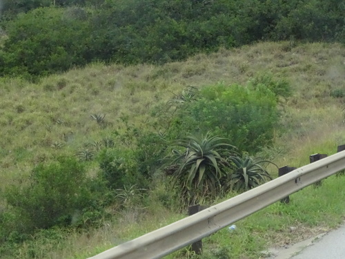 Uitenhage aloe (Aloe africana)