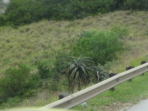 Image of Aloe africana by (c) Shaun Swanepoel, some rights reserved (CC BY)