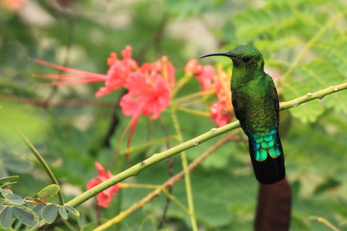 Blaustern-Antillenkolibri (Eulampis holosericeus)