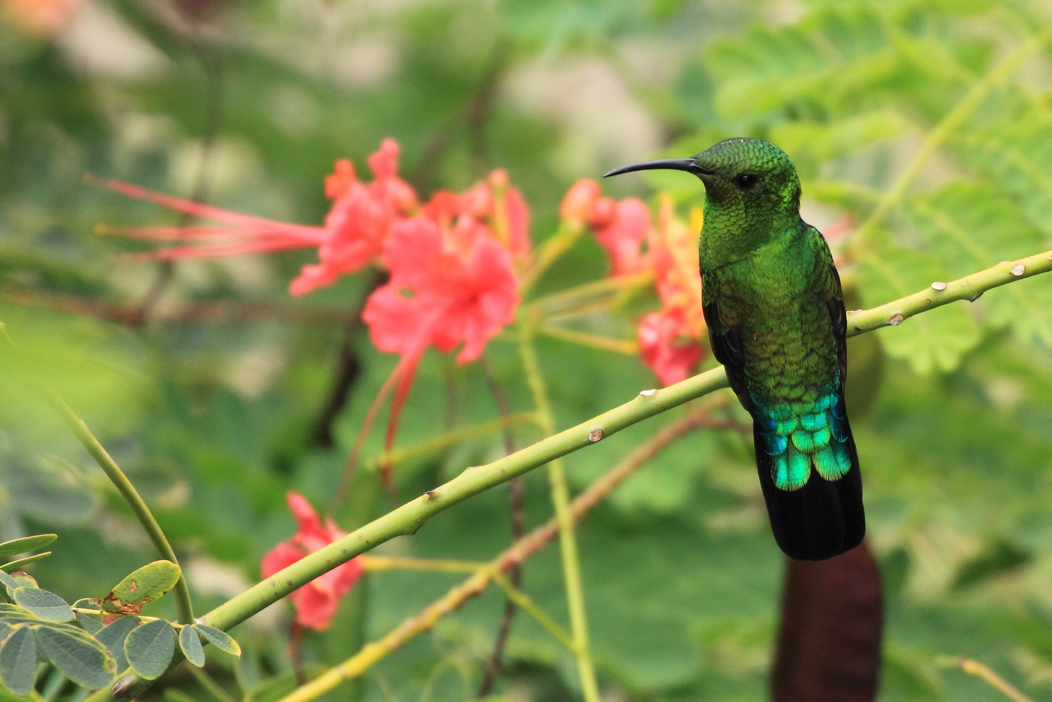 Green-throated Carib (Eulampis holosericeus)