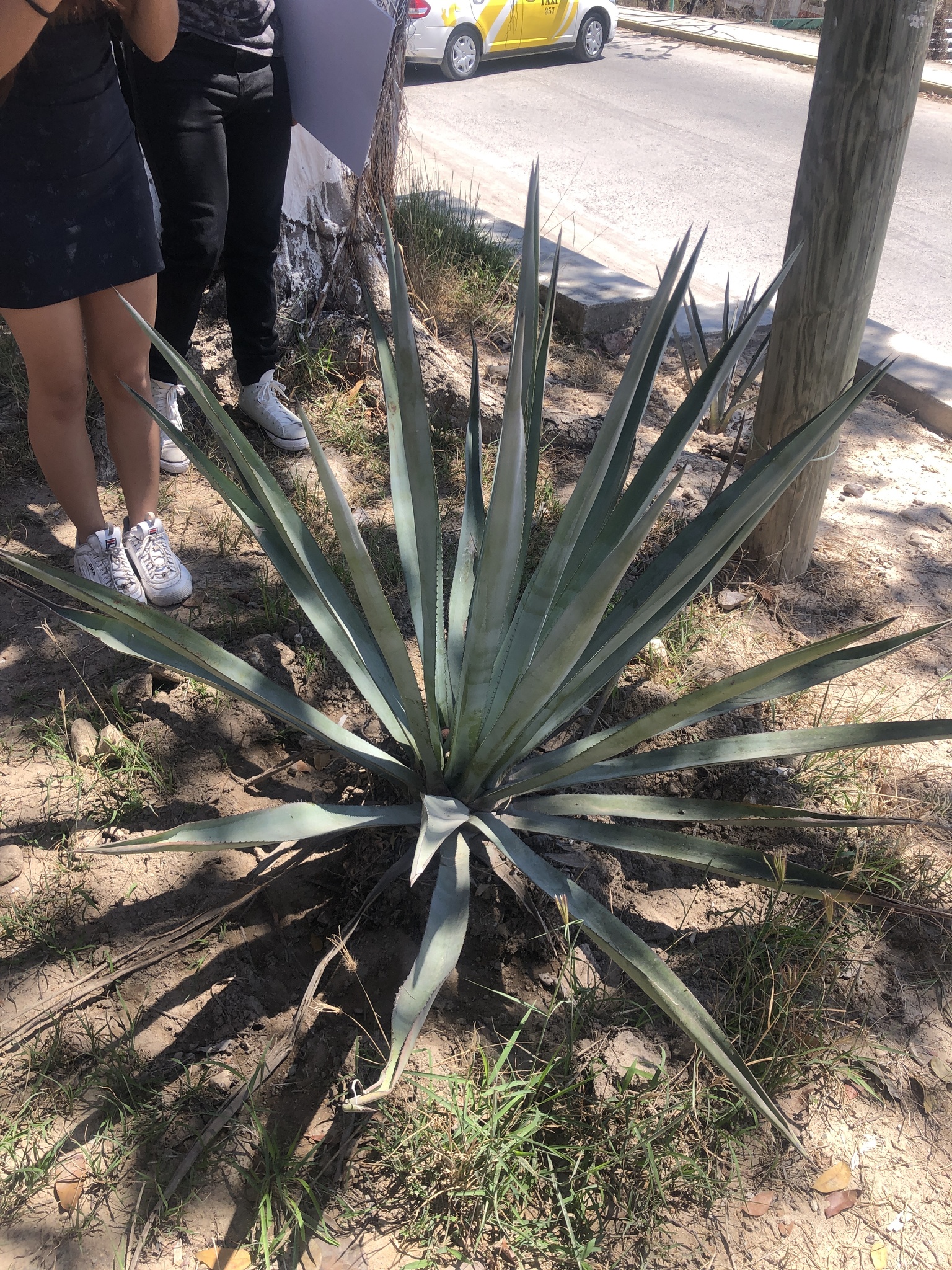 Agave Tequilana F.A.C.Weber