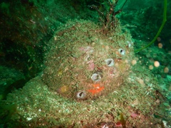 Haliotis sorenseni