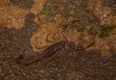 Isometrus thurstoni