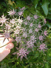 Daucus decipiens
