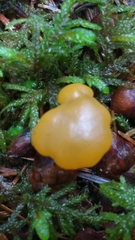 Leotia lubrica image