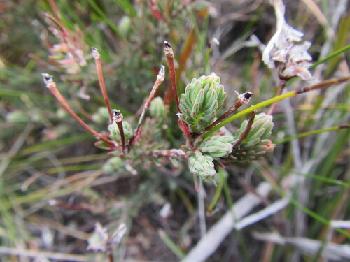 King Heaths (Erica junonia)
