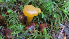 Leotia lubrica image