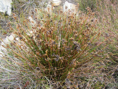 Twig Pegreed (Restio virgeus)