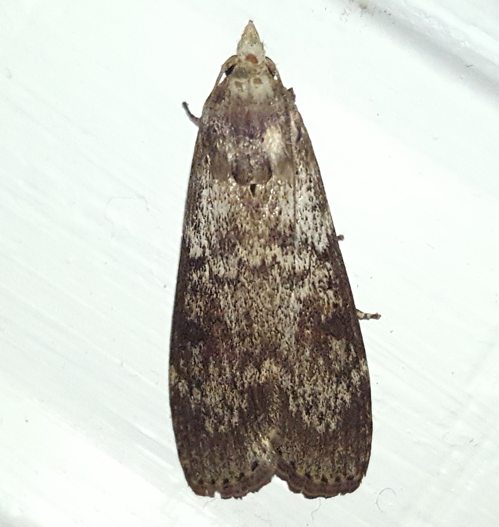 Lamoria pallens