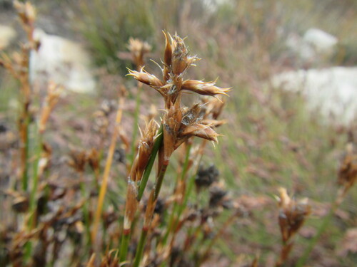 Image of Restio virgeus by (c) douglaseustonbrown, some rights reserved (CC BY-SA)