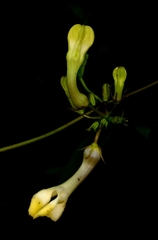 Ceropegia evansii
