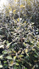 Corokia