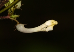 Ceropegia evansii