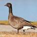 Brant × Cackling Goose - Photo (c) stevewalternature, some rights reserved (CC BY-NC)