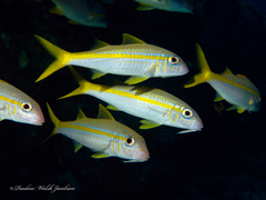 Yellow Goatfish photo 4