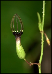 Ceropegia noorjahaniae
