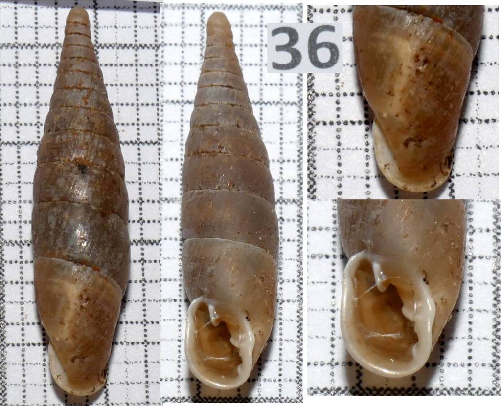 Stigmatica paestana