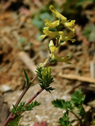 yellow fumewort (Corydalis flavula)