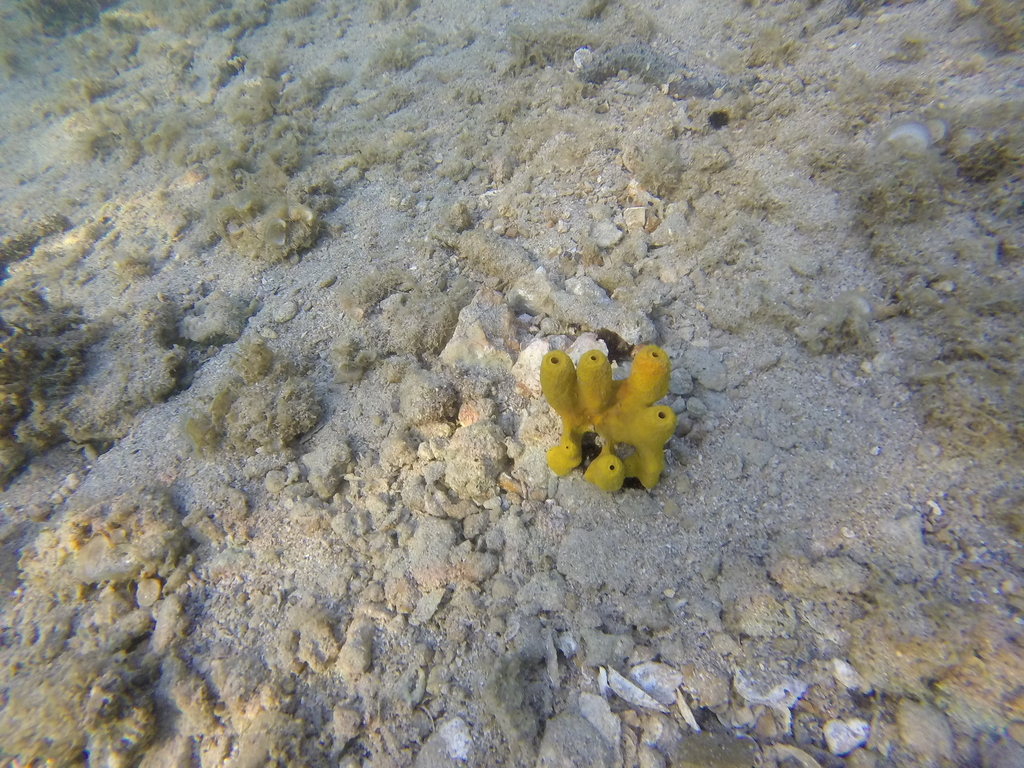 aureate sponge