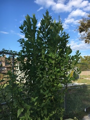 Baptisia sphaerocarpa
