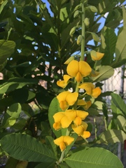 Baptisia sphaerocarpa
