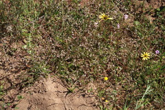 Adenogramma glomerata