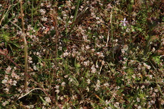 Adenogramma glomerata