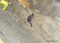 Oenanthe fusca
