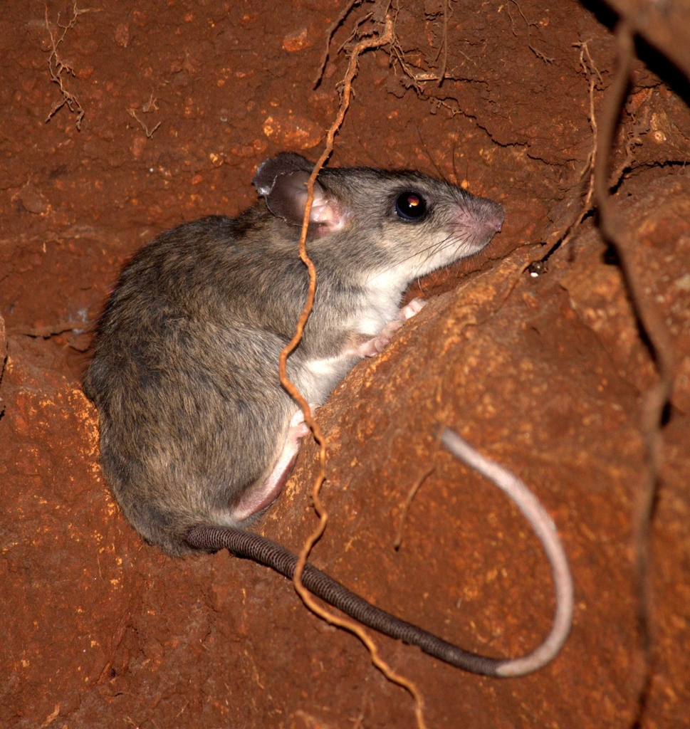 Blanford's Rat