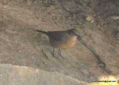 Oenanthe fusca