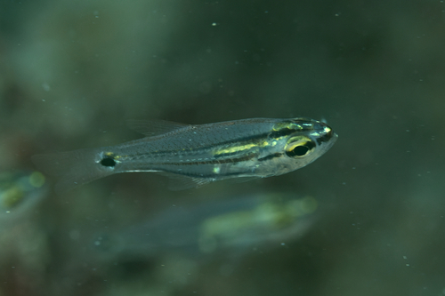 Taeniamia bilineata observed 2022-03-27