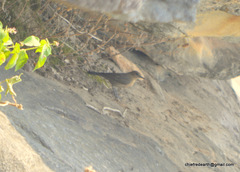 Oenanthe fusca