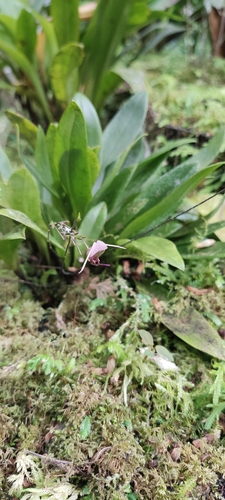 Scaphosepalum breve